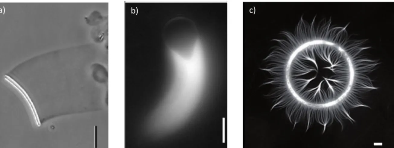 Figure 1.18 - Diversity of biomimetic systems to study actin polymerization a) A glass rod (30 µm  diameter) coated with an activator of actin polymerization