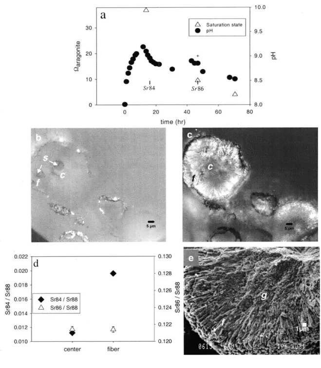 Figure  1.  Precipitation  conditions,  light microscopy  images, isotope ratios,  and SEM images  for grains  formed in Experiment  1