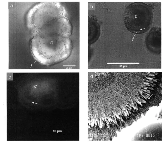Figure 2.  Light  microscopy and  SEM images  of synthetic  aragonites  formed in Experiments  2  (a,c)  and 3 (b,d)