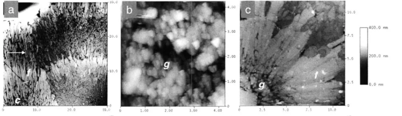 Figure 4.  AFM  height  images  of synthetic  aragonite  grains from Experiment  2  (a),  4 (b), and 6  (c)  showing centers  (c),  dark bands  (arrows),  granular (g)  and  fibrous aragonite  (f).