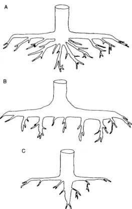 Fig. 1. The three basic types of root form. (A) Heart system with many branches, (B) plate system with large horizontal lateral roots and sinkers and (C) tap root system with a large central vertical root and smaller lateral roots (after KOstler et al.
