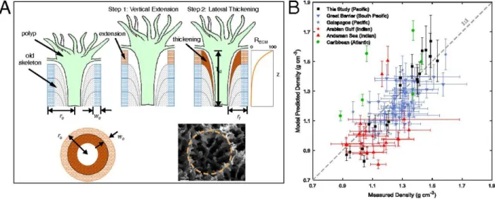 Figure  2.3.  Schematic  representation  of  our Porites skeletal  growth  model  (A)  and  comparison  between  model-predicted  skeletal  density  and  measured  density  (B)