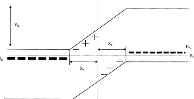 Fig.  1-  4:  Les deux régions de type N e t  de type  P  jointes,  à  l'équilibre  thermodynamique