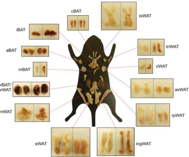 Figure 5 : différents types de TA blanc chez la souris(de Jong, Larsson, Cannon, &amp; Nedergaard,  2015) 