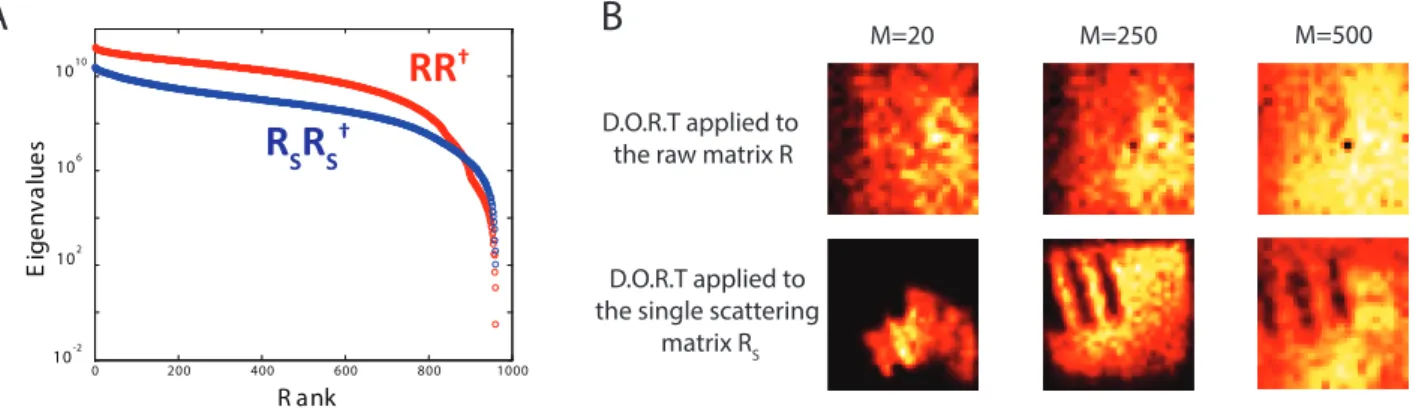 FIG. S4: Iterative time-reversal processing applied to the raw reflection and single scattering matrices measured through biological tissues [Fig.4]