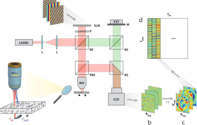 FIG. 1: Measuring the time-gated reflection matrix. (A), Experimental set up: P: polarizer, MO: microscope objective, BS: beam splitter, PBS: polarized beam splitter, SLM : spatial light modulator, PZT: piezo phase shifter, M: Mirror