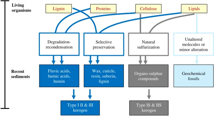 Figure 1. 1 : Conceptual biochemical and geochemical changes undergone by living OM (top) as it is  preserved and condensed as kerogen (bottom)