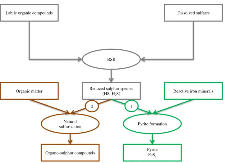 Figure 1. 2 : A diagrammatic representation of the principal processes allowing pyrite (green pathway)  and organo-sulphur (red pathway) formation 
