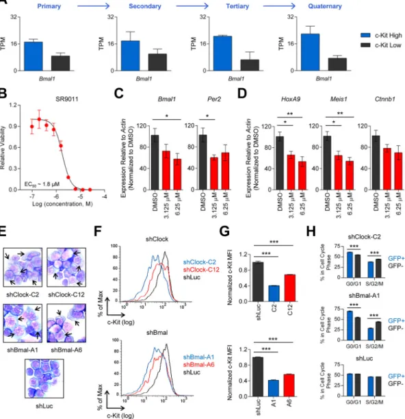 Figure 2. Disruption of the circadian rhythm machinery induces leukemia differentiation (A) RNA-Seq analysis of Bmal1 expression in c-Kit high  (top 10 percent, n=3) and c-Kit low  (bottom 10 percent, n=3) leukemic bone marrow cells from primary, secondary