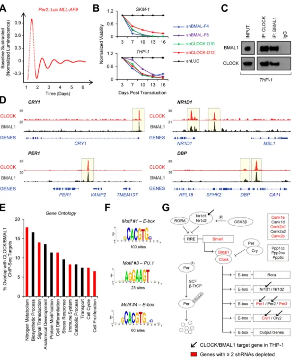 Figure 3. Canonical circadian regulatory mechanisms are intact in primary murine leukemia  and human AML
