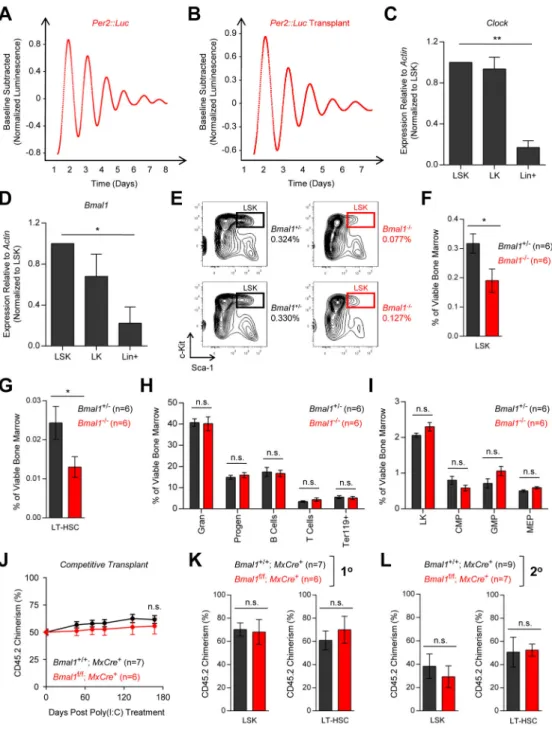 Figure 4. Bmal1 is dispensable for normal HSC function