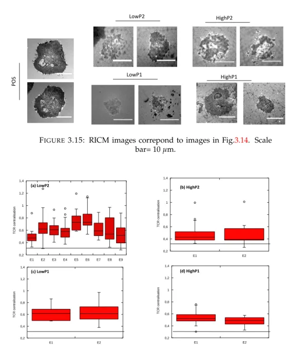 Fig. 3.18 represents TIRF images of actin organisation (with the corresponding RICM in Fig