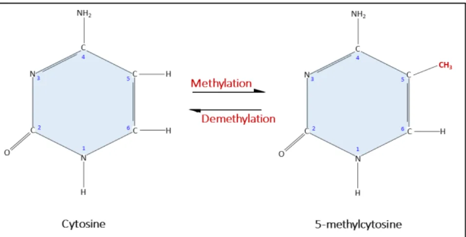 Figure 2. Schéma de la méthylation 