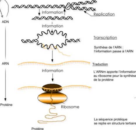 Figure 1 : Réplication de l’ADN et synthèse des protéines.