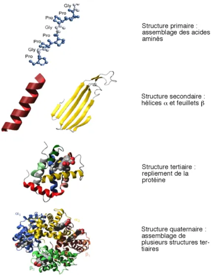 Figure 2 : De la structure primaire à la structure quaternaire des protéines.