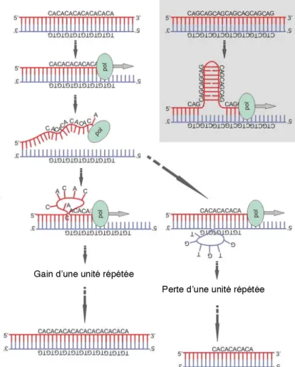 Figure 7 : Schéma de la création de répétitions par dérapage de l’ADN polymérase.