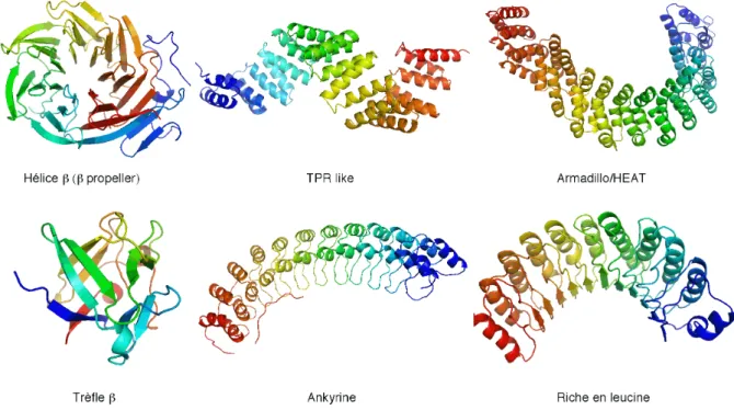 Figure 11 : Protéines faisant partie de six familles très répétées.