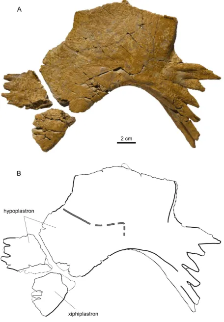 Figure 8. MJSN BSY009-811, “Eurysternidae” indet. (Kimmeridgian, Porrentruy, Switzerland)