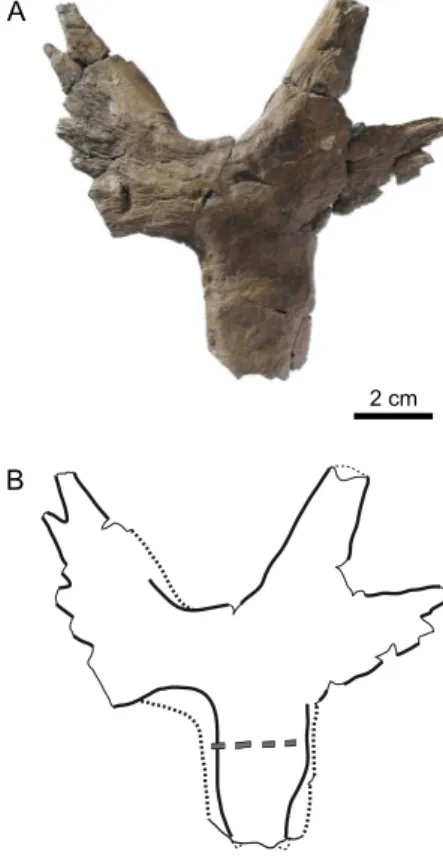 Figure 9. MJSN TCH007-238, “Eurysternidae” indet. (Kimmeridgian,  Porrentruy, Switzerland)