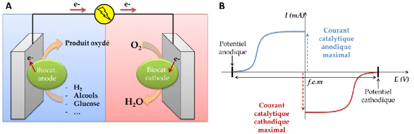Figure  I-2  :  (A)  Schéma  représentatif  du  fonctionnement  d’une  biopile  à  combustible