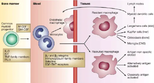 Figure 1 : Origine et différenciation des macrophages à partir des monocytes  (Gordon, 2003) 