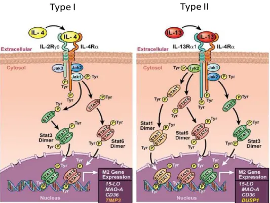 Figure 7: Voies de signalisation des récepteurs de type I et de type II activés par des cytokines Th2,  IL-4 et IL-13 