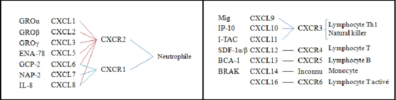 Figure 9: Nomenclature et cellules cibles recrutés par les chimiokines de type CXC 