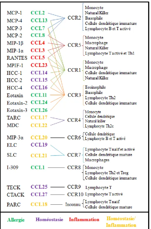 Figure 10: Nomenclature des chimiokines de type CC et leur rôle dans les réponses immunitaires  (Adaptation de la figure de Mantovani, Sica et al