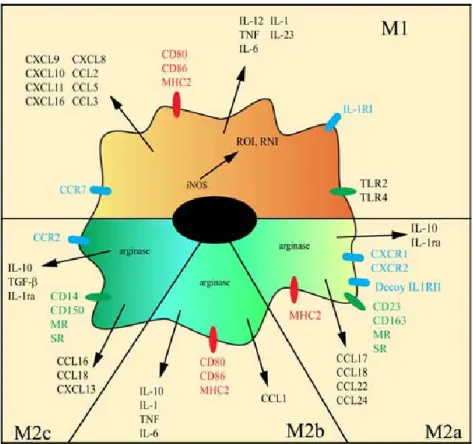Figure 11: Les cytokines et chimiokines spécifiques de chaque phénotype de polarisation des  macrophages 