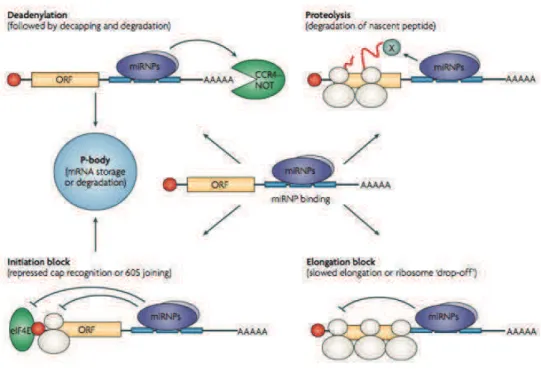 Figure 2 : MŽcanismes suggŽrŽs pour la rŽpression post-transcriptionnelle conduite par les miARN dans  les cellules animales (dÕapr•s Filipowicz et al