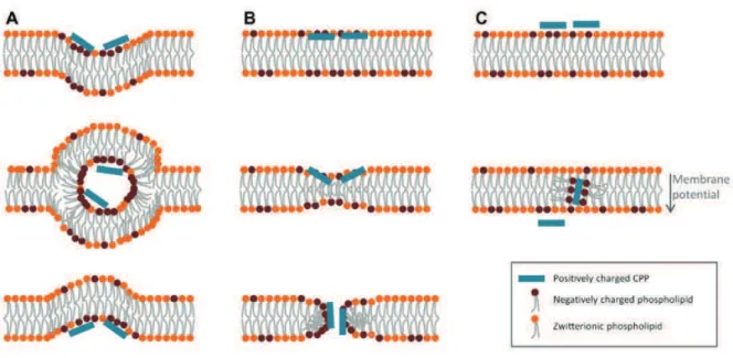 Figure 22 : Principaux mŽcanismes de translocation directe des CPP dans les cellules (d'apr•s Bechara et  Sagan 2013)