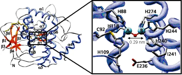 Figure 1. 2 : Protéine catéchol oxydase et agrandissement de son site actif (d’après C