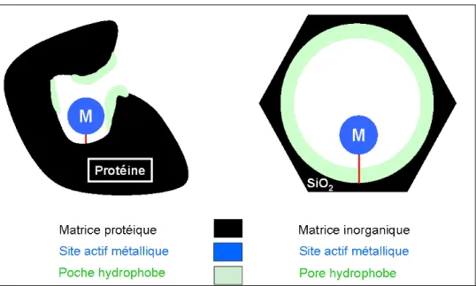 Figure 1. 3 : Similitudes entre la protéine de la métalloenzyme à gauche et le matériau  mésoporeux recherché à droite