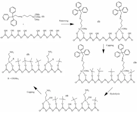 Figure 2. 19 : Principe détaillé de l’isolation de site d’après Jones et al.  [133]