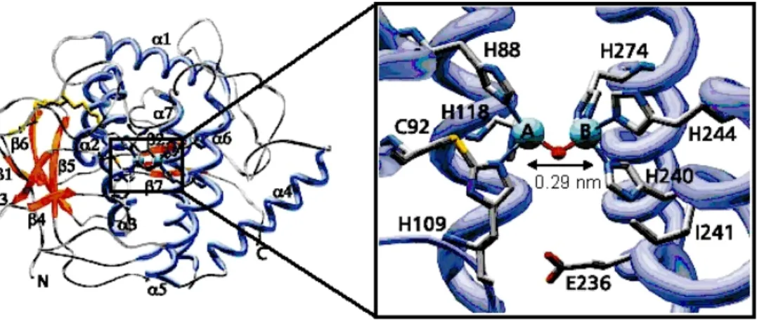 Figure 2. 23 : A gauche, représentation de l’enzyme catéchol oxydase, à droite un  agrandissement de son site actif binucléaire à cuivre
