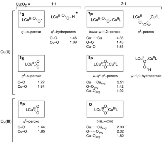 Figure 2. 26 : Espèces du couple Cu/O 2  formées par réaction de O 2  sur le Cu(I)  [142] 