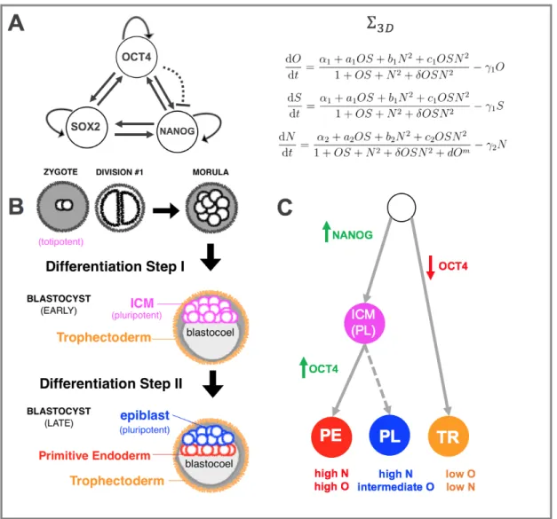 Figure 2: The OSN Triad as the Core Pluripotency Network. (A) The network of Oct4, Sox2, and Nanog modeled as a fully connected triad (FCT) in which all three TFs mutually and auto-activate one another