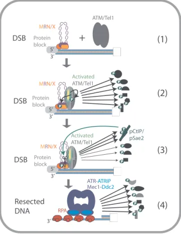 Fig. 2. An overview of the MRN/X function in the activation of ATM/Tel1- ATM/Tel1-mediated DNA damage response