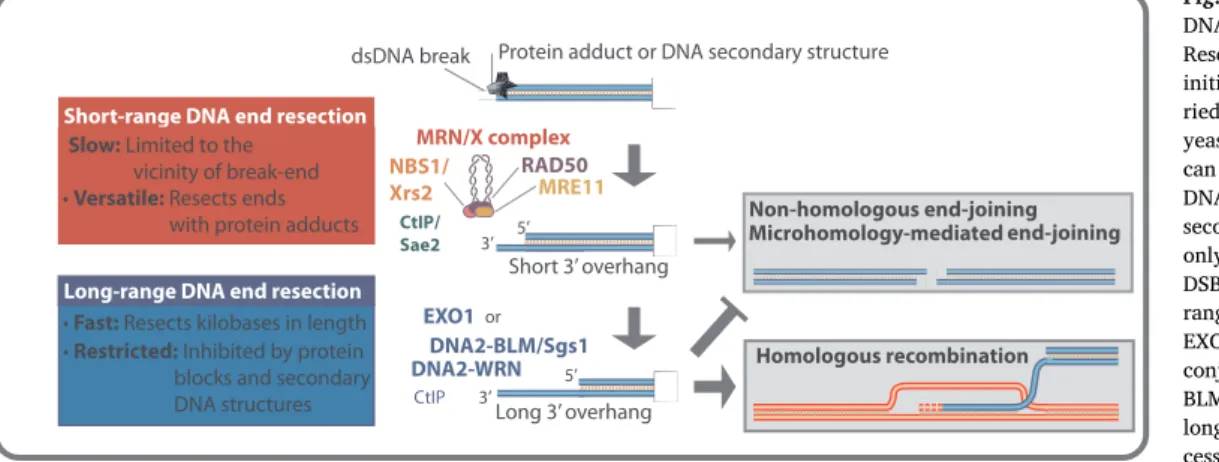 Fig. 3. An overview of the two steps of DNA end resection in eukaryotic cells.