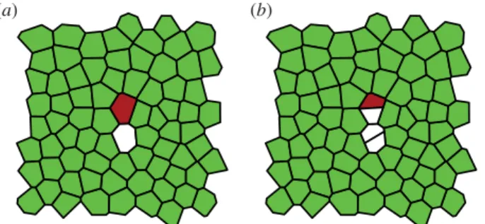 Figure 11. (a,b) Tracking errors can occur if adjacent cells divide. Here, all green (light) cells are tracked correctly