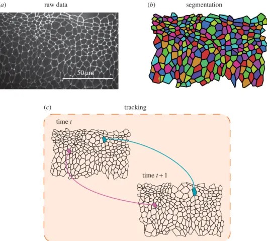 Figure 1. Pipeline for analysing epithelial tissues. (a) Example raw data. Frame of a live-imaging microscopy video of the lateral epidermis of a stage-11 Drosophila embryo, expressing DE-Cadherin::GFP
