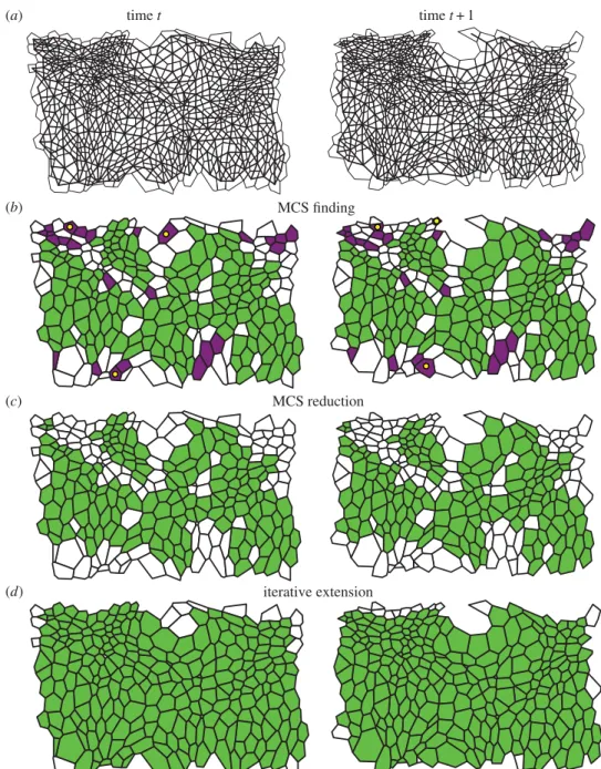 Figure 2. Illustration of our cell tracking algorithm. (a) Grey: two consecutive segmented time-lapse images (left and right columns) of the lateral epidermis of a stage-11 Drosophila embryo, taken 5 min apart
