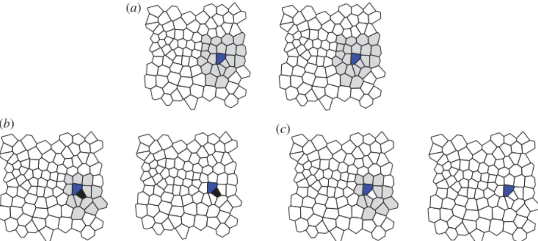 Figure 3. Construction of the MCS. (a) The algorithm picks a first match of cells for the MCS (blue) if their neighbourhoods form identical networks