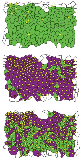 Figure 8 shows the first three of 21 segmented image frames of the lateral epidermis of a stage-11 Drosophila embryo to which the algorithm was applied