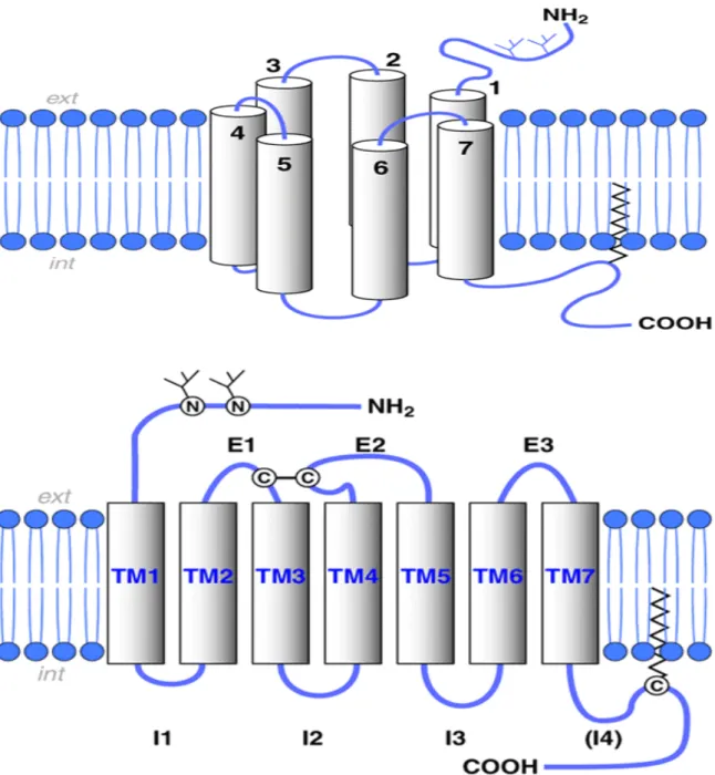 Figure 2 : Structure schématique générale des récepteurs couplés aux protéines-G. 