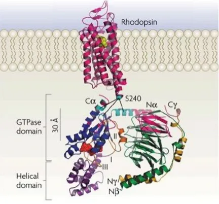 Figure 6 : Structure tridimensionnelle schématique de la rhodopsine et de sa protéine G  associée, la transducine