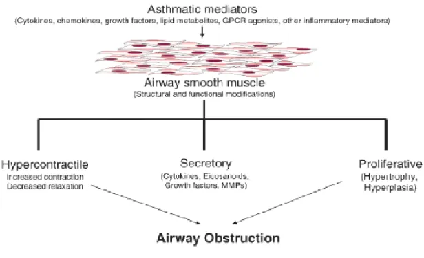 Figure 13 : Rôle du muscle lisse des voies aériennes dans la pathogenèse de l’asthme. 