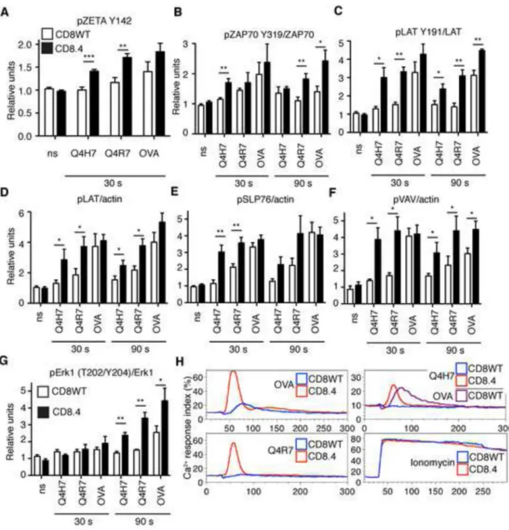 Figure 4. CD8.4 enhances proximal signaling in OT-I thymocytes