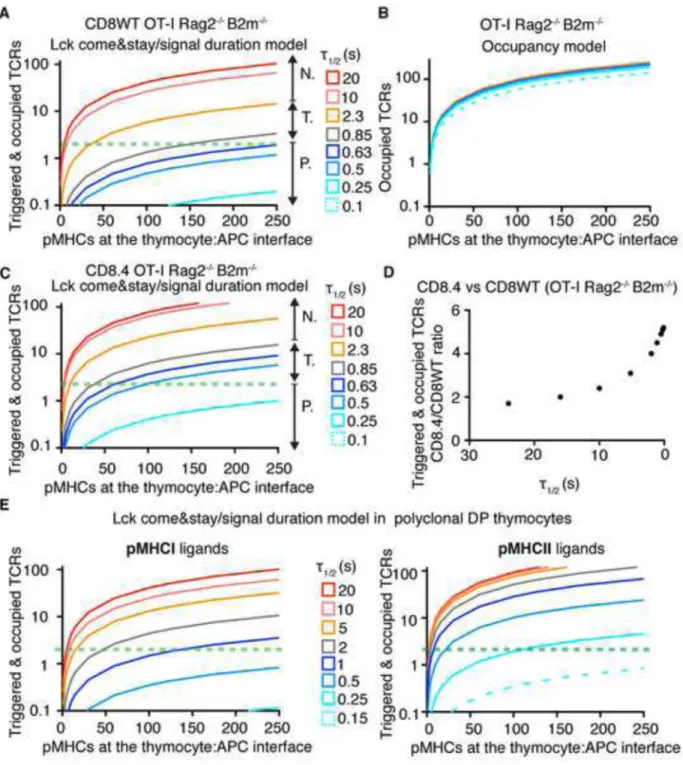 Figure 7. Model of Lck recruitment combined with kinetic proofreading predicts experimental  data