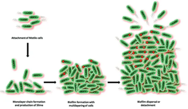 Figure 13.  Life cycle of a typical baterial bioﬁlm.